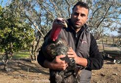 Yeni yıla sayılı günler kala hindi satışları arttı