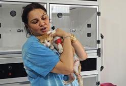 Depremzede kadın, yaralı sokak kedisini tedavi ettirip sahiplendi