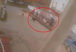 Etrafını saran sokak köpeklerinden sırt çantasını savurarak kurtuldu