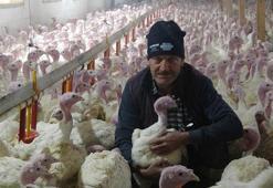 Bolu’da yılbaşına özel 150 bin hindi üretildi