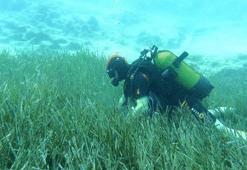 Deniz çayırları ve mercanların korunmasına yönelik çalışmalar devam ediyor