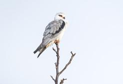 Çiftçi dostu ak çaylak, Uluabat Gölü çevresinde görüntülendi