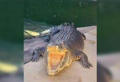 Crocodile Dundee filmindeki timsah hayatını kaybetti