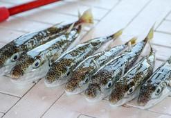 Antalya'da 'balon balığı avcıları' 747 bin 544 lira kazandı