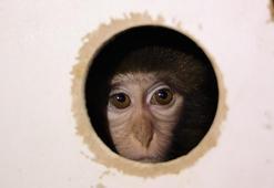 Otobüsle gönderilen koliden beslenmesi yasak maymun çıktı