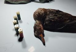 Boz ördek avlayan kaçak avcıya para cezası