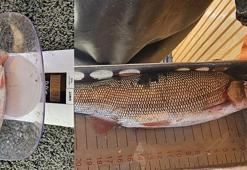 Erçek Gölü'ndeki inci kefallerine boy ve ağırlık ölçümü