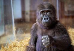 Bakanlık goril yavrusunun son durumunu paylaştı