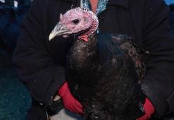 Yılbaşı sofralarının vazgeçilmezi hindi bu yıl tezgahta kaldı