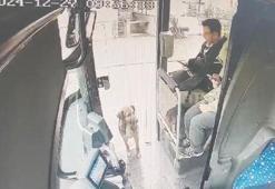 Yağmurdan ıslanan köpek, durağa yanaşan otobüse bindi