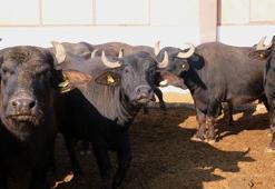 Mandaların et ve süt verimliliğini artıracak çalışma