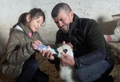 Felçli kuzuyu biberonla besliyorlar