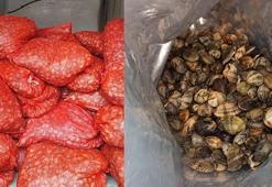 Yurt dışına kaçak kum midyesi çıkarmaya çalışan 46 kişiye 11 milyon lira ceza