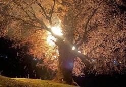 Bingöl’de 800 yıllık meşe ağacı alev alev yandı, o anlar kamerada