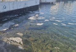 Balıkçılar müsilajdan dertli