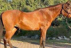 Dünyanın en yaşlı atı 36 yaşında öldü