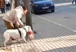 Avcılar'da sokak kedisini öldüren pitbull cinsi köpeğin sahibi yakalandı