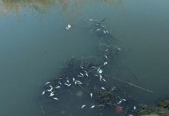 Eyüpsultan'da gölde ölen balıklar kıyıya vurdu