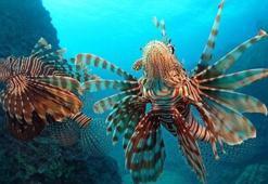 Bakanlık, istilacı balon balığı avlayan balıkçılara 2 yıl daha destek verecek