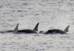 Ölen yavrusunu taşıyan balina, yine ölü yavrusuyla görüldü