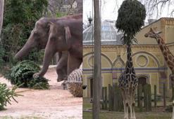 Berlin Hayvanat Bahçesi’nin yeni yıl geleneği: Satılamayan ağaçlar hayvanlara veriliyor