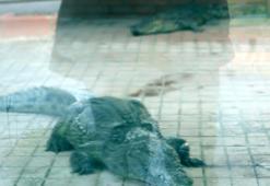 İstanbul'da ele geçirilen 2 timsah, Gaziantep’te koruma altına alındı