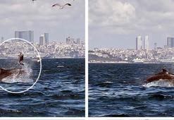 Marmara Denizi'nde yunusun 'Yavru öldürme' davranışı bilimsel makaleye konu oldu