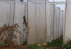 Yerli kenevirin genetik haritası genişliyor