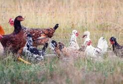 ABD'de kuş gribine bağlı ilk insan ölümü gerçekleşti