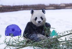 ABD’de karda oynayan pandalar kameralara yansıdı