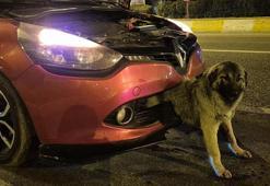 Kendisine çarpan otomobilin tamponuna sıkışan köpeği itfaiye kurtardı