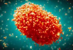 Fransa'da Maymun çiçeği virüsünün yeni varyantı ilk kez görüldü