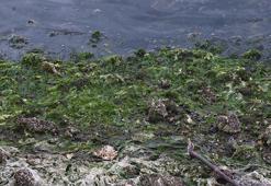 'Deniz marulları, körfez kirliliğe doygun olduğu için ortaya çıktı'