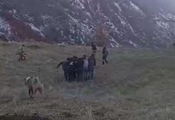 Domuz saldırısından kaçarken uçurumdan düştü, askeri helikopterle hastaneye ulaştırıldı