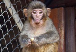 Terminalde kolide bulunmuştu; maymun 'Fıstık'a Antalya havası iyi geldi
