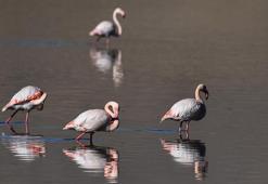 Van Gölü Havzası'ndan göç etmeyen kuşlara koruma