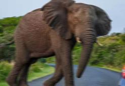 Tayland'da turisti öldüren filin bakıcısına dava açıldı