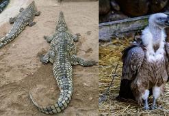 Doğal Yaşam Parkı'nın hedefi 1 milyon ziyaretçi