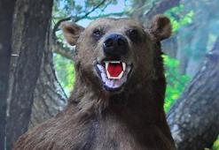 Doğada ölen ve kaçak avcıların vurduğu hayvanlar tahnit edilip, Spil Dağı'nda sergileniyor