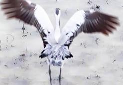 Ekşisu Sazlığı’nda koruma altındaki turnalar görüntülendi