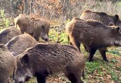 DKMP'den gülümseten paylaşım; fotokapana yakalanan hayvanların sesi oldular