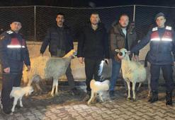 Kayseri'de, 4 küçükbaşı çalan 3 şüpheli yakalandı