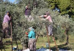 Zeytin ağacı kurak yazda strese girdi, yağ verimi ve kalitesi düştü