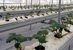 Kurduğu serada topraksız çilek yetiştiriyor