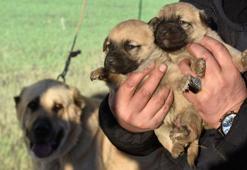Kangal köpeği sevdasını 'safkan' üretim çiftliğine dönüştürdü
