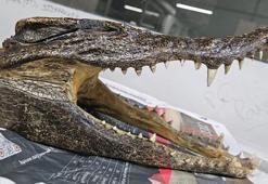 Hindistan'da bavulundan 'timsah kafatası' çıkan turist gözaltına alındı