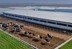 280 milyon TL destekleme ödemesi, çiftçilerin hesaplarına aktarıldı