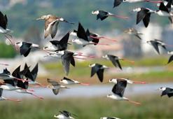 Türkiye'nin kuşları; 497 tür yaşıyor