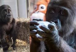 Bakanlık, yavru goril için en çok önerilen 4 ismi paylaşıp, anket başlattı