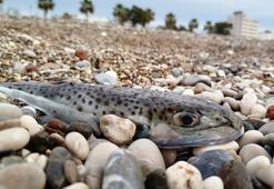 Sahillerde 'karaya çıkarılması yasak' balon balığı tehlikesi